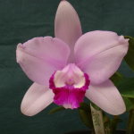 Cattleya intermedia